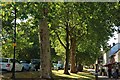 Trees along High Street