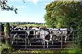 Cattle waiting behind a gate, Stranagummer