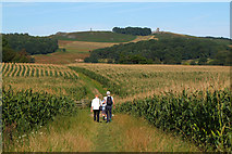 SK5309 : Path in Maize by Jim Barton