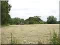 Silage field near Woodhouse Fruit Farm