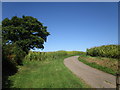 Maize and roadway to Upper Llantrothy