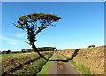 Llwybr ceffyl ger Fforest-Cerdin / Bridleway near Fforest-Cerdin Farm