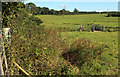 Field near Collaford