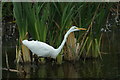 ST4540 : Great Egret (Ardea alba) from the Avalon Hide, Ham Wall by Mike Pennington
