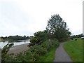 Walking the dog near Carew Castle