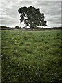 SE7666 : Tree in a hedgerow by Mick Garratt