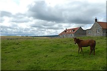 NU0642 : Horse near Whitehill House by DS Pugh