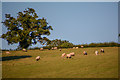 Orchard Portman : Grassy Field & Sheep