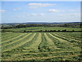 Mown field at Bogside, Ashgill