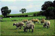 H5070 : Sheep, Donaghanie by Kenneth  Allen