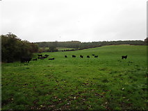 W5160 : Grazing cattle near Cooleen by Jonathan Thacker