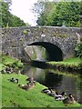 Resting ducks beside the Huddersfield Narrow Canal