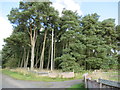 Barebreeks Wood at Harelaw Moor near Greenlaw in the Scottish Borders