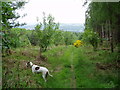 Path at the top of Milkwellburn Wood