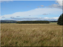 NT6549 : Wood on Harelaw Moor near Greenlaw in the Scottish Borders by ian shiell