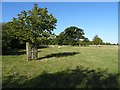 Footpath through Corsham Park