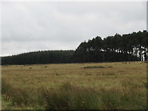 NT6549 : Woodland strips on Harelaw Moor near Westruther in the Scottish Borders by ian shiell