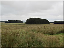 NT6549 : Strip on Harelaw Moor near Westruther by ian shiell