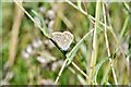 Alkham, St. Anthony Church: Common blue butterfly in the unmown part of the churchyard