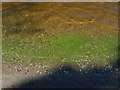 NS4287 : Algal bloom at the shoreline by Lairich Rig