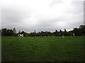 W5258 : Grazing cattle near Kilpatrick by Jonathan Thacker