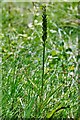 Ightham Mote: Orchid on the edge of the North Lake