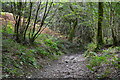 SD3583 : Path in the woods below High Brow Edge by David Martin