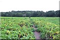 Path through the Potato Field