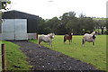 Horses in field at Bron-Yr-Haul