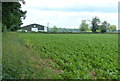 Farmland next to the Barnsdale Avenue