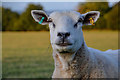 Stoke St Mary : Grassy Field & Sheep