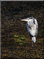 Heron near Brodick Ferry Terminal