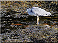 Heron on the Shore at Brodick