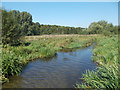 River Chess at Sarratt Bottom