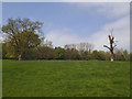 Trees on the Eshton Hall estate