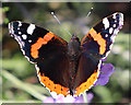 NJ3458 : Red Admiral Butterfly (Vanessa atalanta) by Anne Burgess