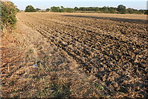 TL3816 : Ploughed field in Wareside by David Howard