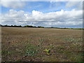 Field near Grove Farm