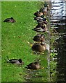 Mallards at Tinsley Locks