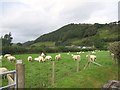 Sheep in a field