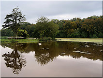 NS2209 : Culzean Castle Country Park, The Swan Pond by David Dixon