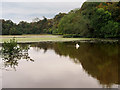 NS2209 : The Swan Pond, Culzean Castle Country Park by David Dixon