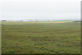 Grazing land near Dounby