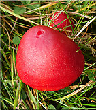 NJ1318 : Fungus by Anne Burgess