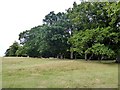 Trees on the northern edge of Petworth Park