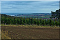 Whitby viewed from across Cow Pasture Plantation