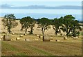 Bales and trees