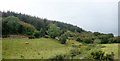 Cattle grazing on the edge of the Ummeracam Hall Plantation.