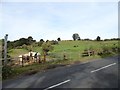 Horses on the old wagonway