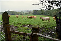 H5956 : Cattle in a field, Keady by Kenneth  Allen